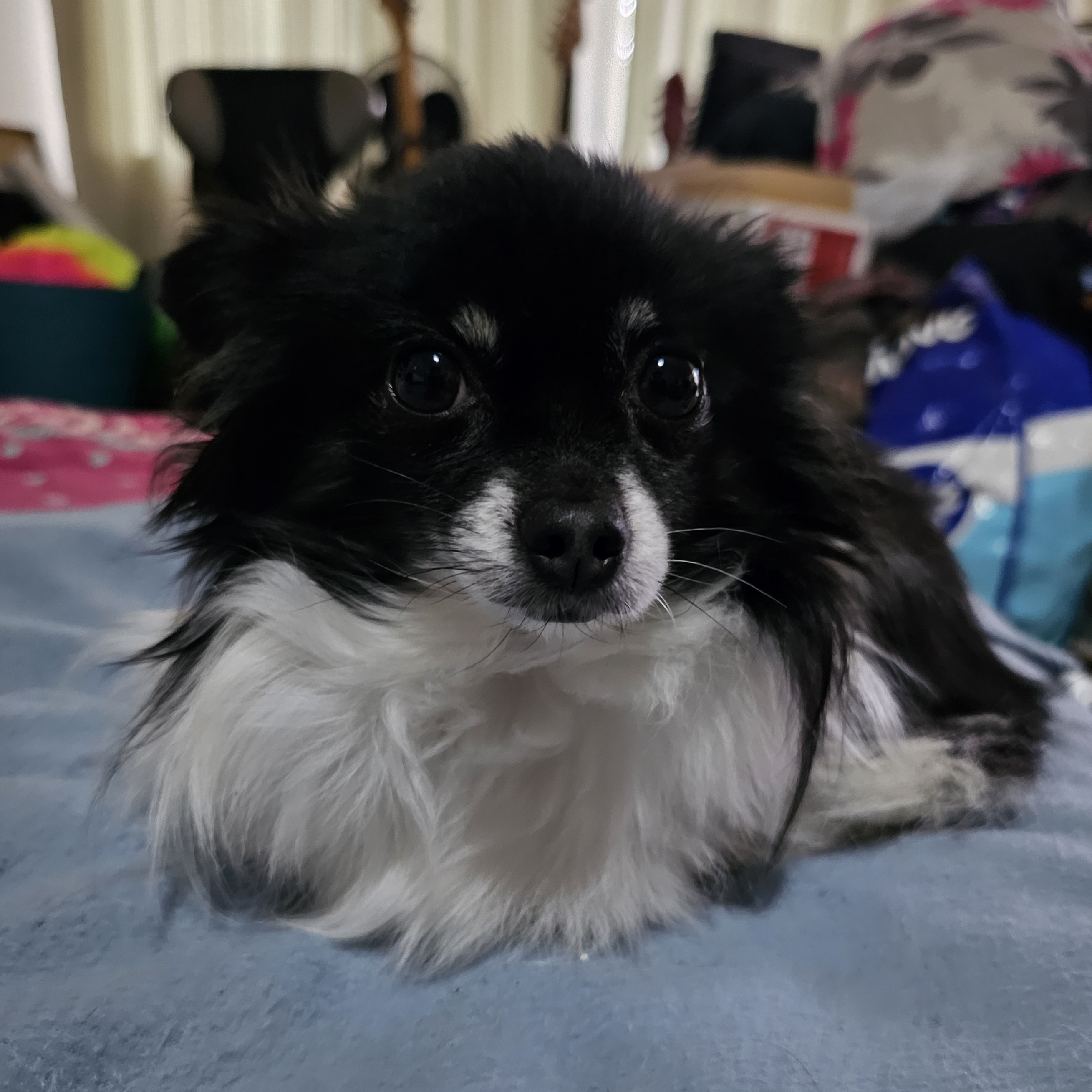 Doggie